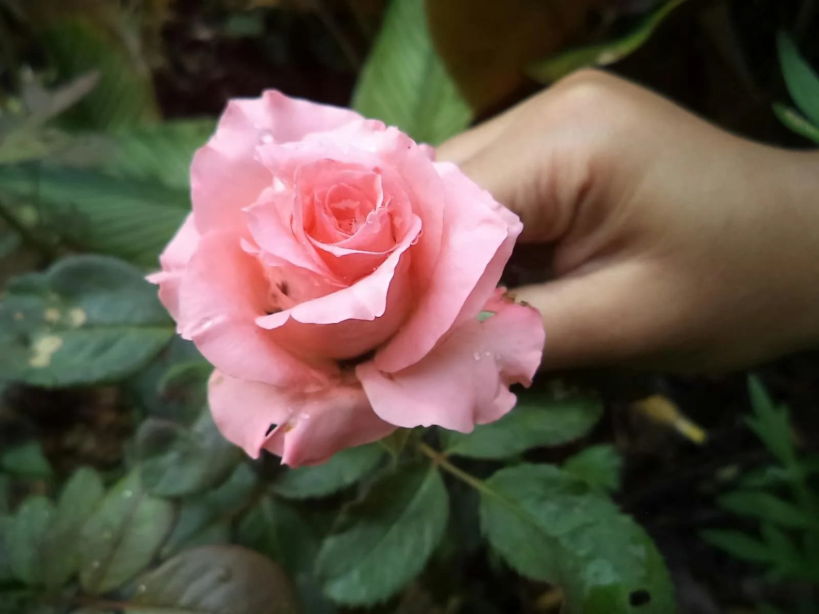 PG Soft Fortune Tiger GCash payout bench at MEPRY — 96.81% RTP, 4m 22s median GCash cash-out, tiger-roar respin economics